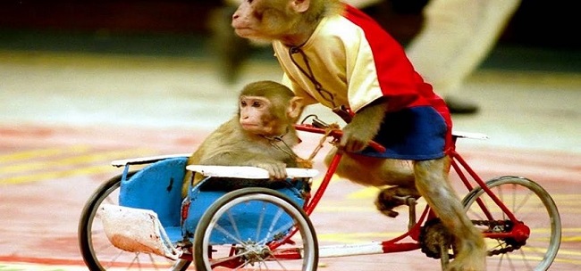 Những chú khỉ tinh nghịch được huấn luyện bài bản bởi các nhà huấn luyện chuyên nghiệp từ liên đoàn xiếc Việt Nam